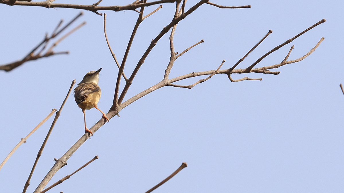 Tawny-flanked Prinia
